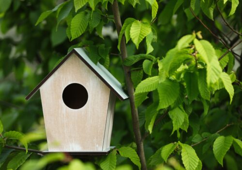 Die besten Standorte für Vogelhäuser in deinem Garten