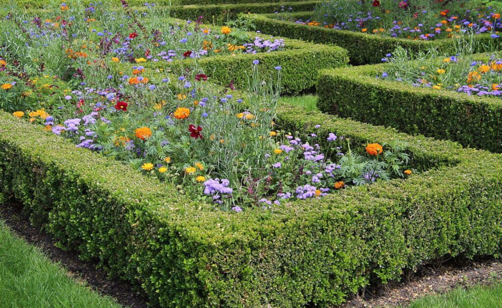 Bunte Blumen umgeben von grünen Hecken