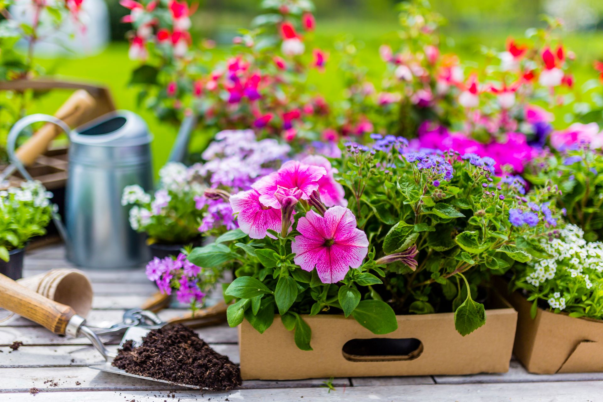 Blumen und Gartengeräte auf einem Holztisch