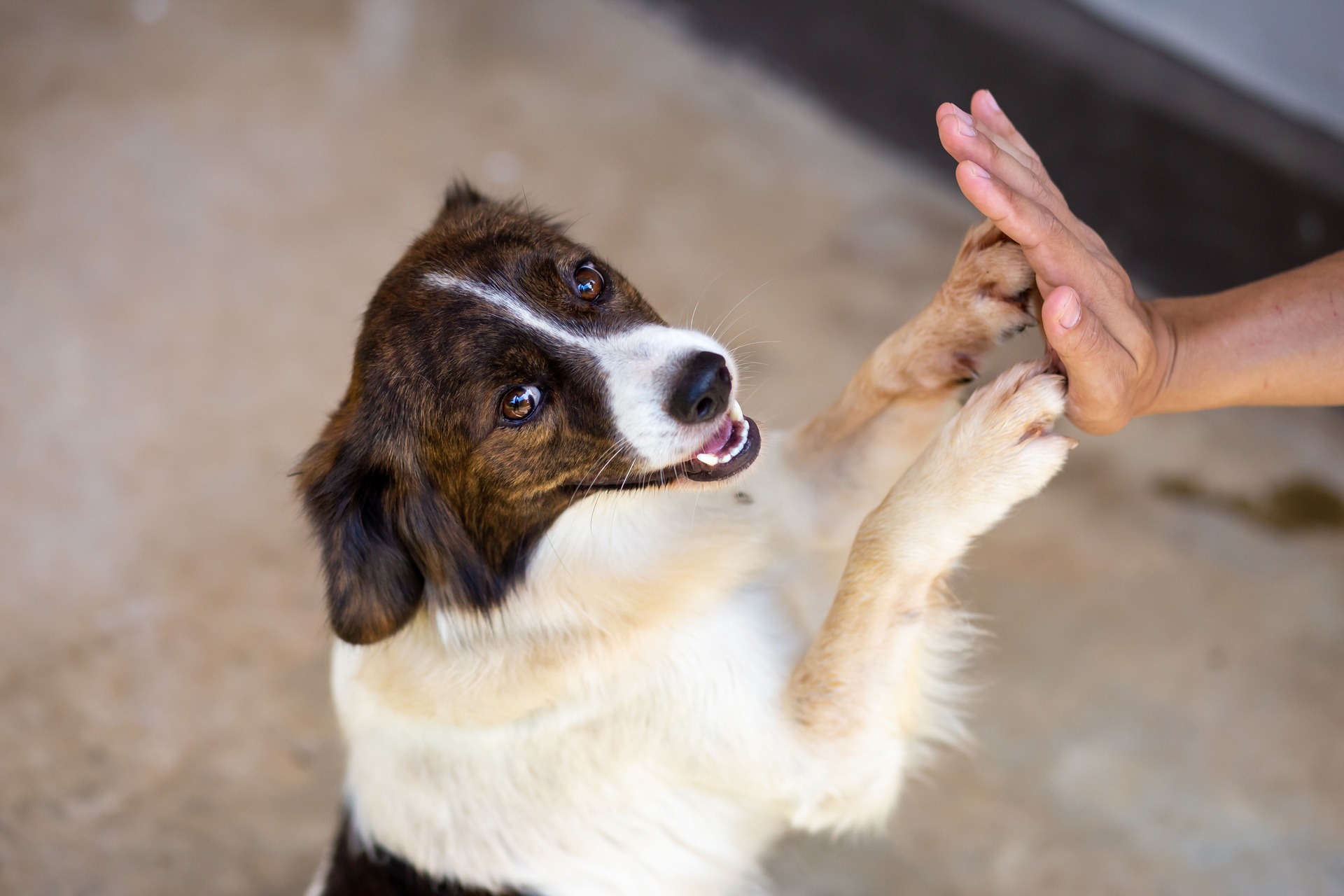 Geste des Vertrauens beim Hundetraining | Bio Hundefutter

