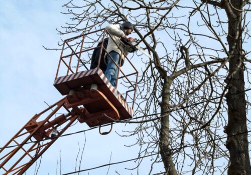 Höher hinaus: So gelingt der sichere Schnitt hoher Bäume im eigenen Garten