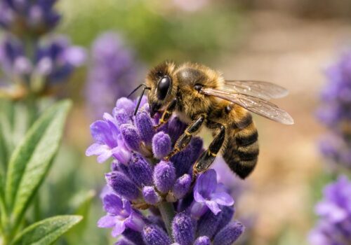 Wenn der Garten summt: So finden Wildbienen ihr neues Zuhause im Grünen